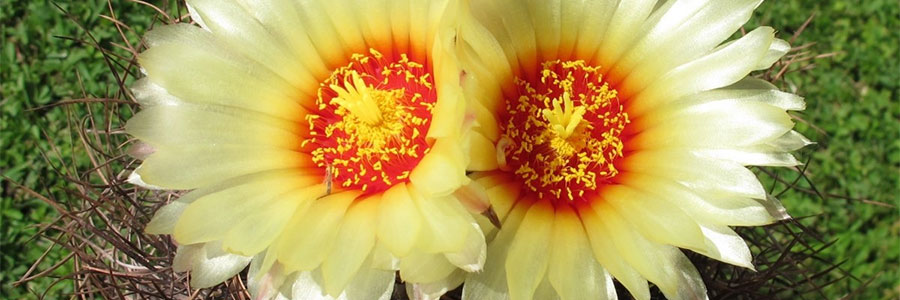 Astrophytum flor