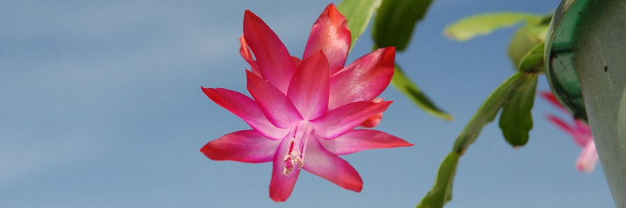 Zygocactus flor