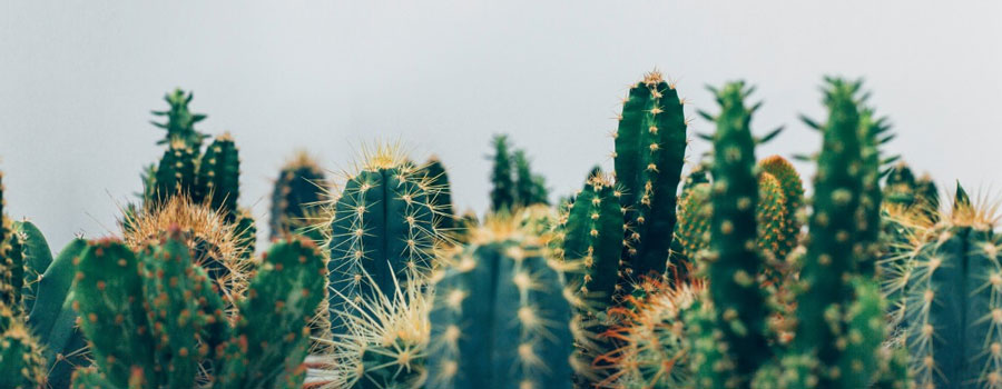 cactus-de-varios-tipos