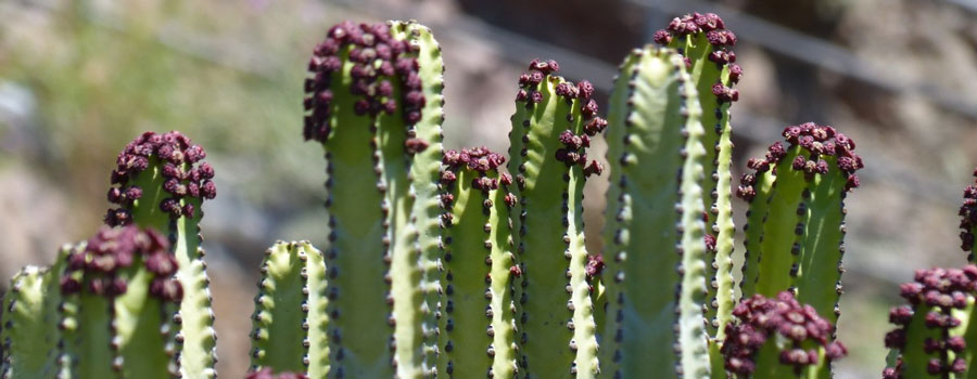 cactus-venenoso-euphoria