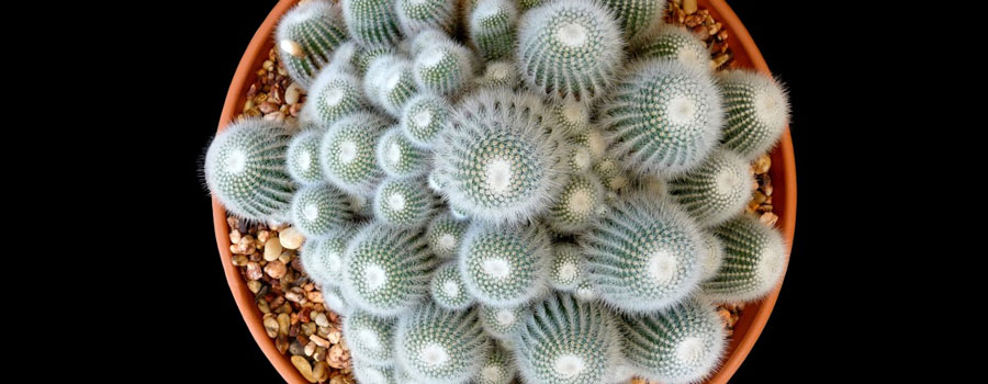 sustrato-de-cactus-y-suculentas