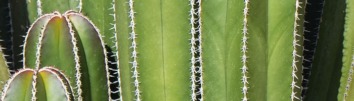 cactus tallo