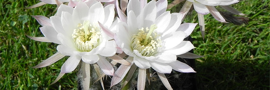 Echinopsis flor