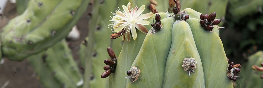 Myrtillocactus flor