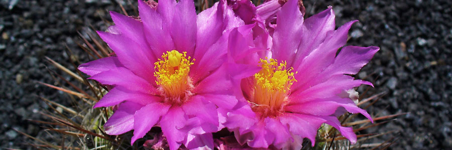 Thelocactus flor