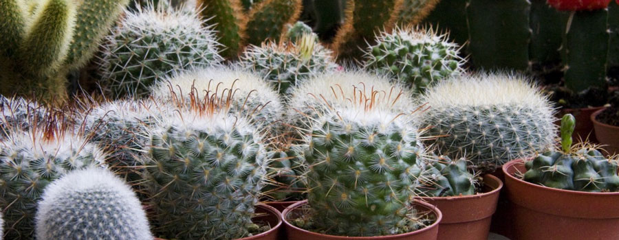 cactus varios